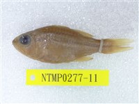 藏品(條紋鯻)的圖片